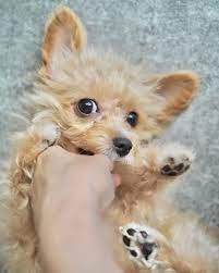 chihuahua poodle mix the ultimate
