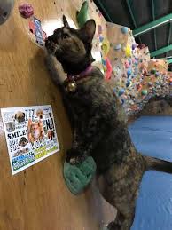 Rescue Cat Learns How To Rock Climb