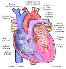 Heart en español