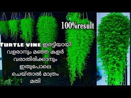 Healthy Evergreen Turtle Vine Care Tips