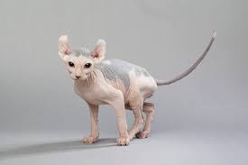 5 hairless cat breeds syphnx elf