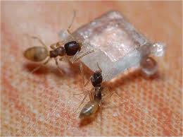 sugar ants insight pest