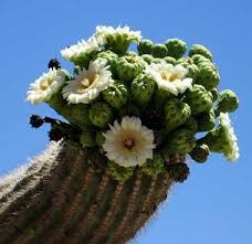 Kindergarten geometry kga1 spatial relationsposition in space posted. Arizona State Flower Saguaro Cactus Blossom