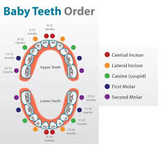 Infant Teeth Growth Chart Tooth Arrangement Chart Baby