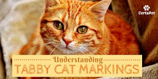 There are multiple cat genetics tutorials about, but they tend to only cover the basics (base colors, dilutions, tabby beautiful cats. Understanding The Different Tabby Cat Markings Certapet