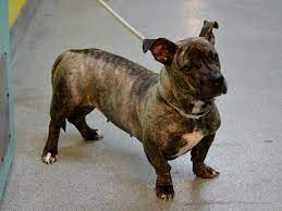 She is a medium sized dog weighing up to 25 pounds when fully grown. Stumpy Stella Pitbull Dog Pictures Cute Dogs Pitbulls