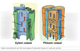 xylem and phloem structure diagram