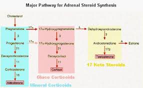 Adrenogenital Syndrome Congenital Adrenal Hyperplasia