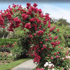 roses for a gorgeous garden