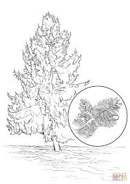 White oak tree coloring page free printable coloring pages. Cedar Trees Coloring Page Free Coloring Library