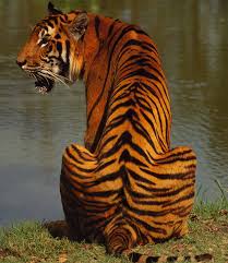 Международный день тигра. 