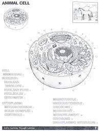 Intro biology classes have unique challenges for me, one of which being that they don't have a textbook. Animal Cell Coloring Key Coloring Pages For Kids Cute766