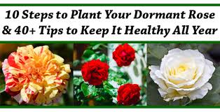 10 steps to plant your dormant rose