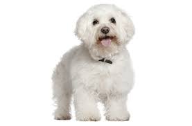 Join millions of people using oodle to find puppies for adoption, dog and puppy listings, and other pets adoption. Bichon Frise Puppies For Sale In Sacramento California Adoptapet Com