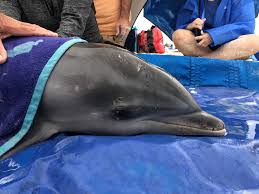young bottlenose dolphin washes up in