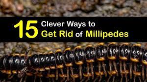 Millipede Control Quick Ways Of