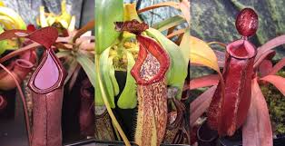 How to care for pitcher plants. The Nepenthes Guide Highland Lowland Tropical Pitcher Plants