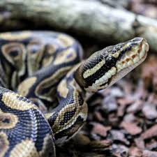 coastal carpet python morellia spilota