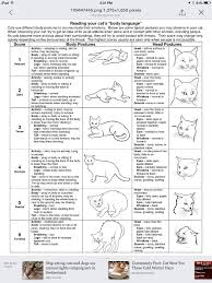 Behavior Chart Cat Body Cat Behavior Cats Kittens