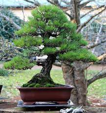 Booking is fast and completely free of charge. Australian Bonsai Gallery Old Kuromatsu Winter Work Finished