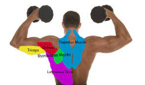This muscle originates on the zygomatic arch and maxilla, and it inserts on the angle and. The Names Of The Muscles In The Back And Front Of The Upper Body Latissimus Dorsi Muscle Bench Press Workout