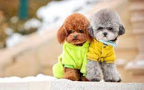 poodle in pune poodle puppy for