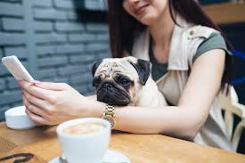 25 best dog friendly coffee s in
