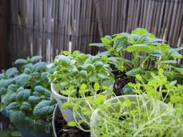 Planting Herbs