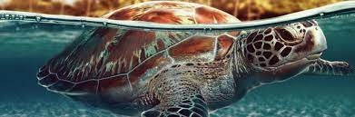 30 lovable turtle wallpaper for your