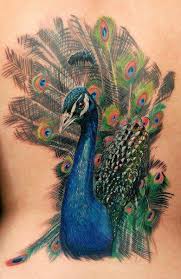 maravilloso tatuaje de pavo real foto