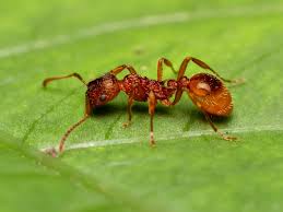 ants treatment and control love the