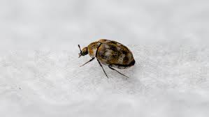 carpet beetles signs you have an