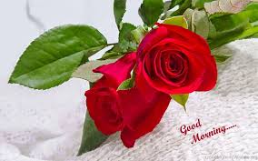 I love you very much. 92 Good Morning Wishes With Rose