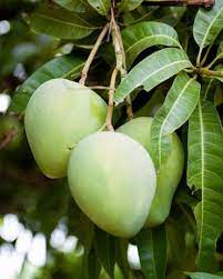 Good Earth - Mangoes of Ugadi The festival of Ugadi marks the beginning of  a new year on the Hindu calendar. The term Ugadi is an amalgamation of two  words: 'yug' meaning '