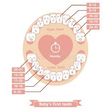 Baby Teething Chart Stock Vector Illustration Of Concept