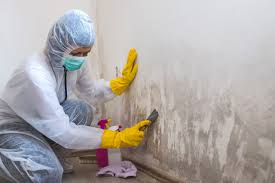 addressing mold issues in your home