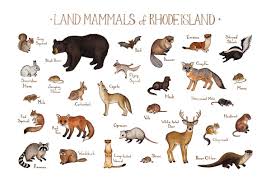 Rhode Island Land Mammals Field Guide Art Print Mammals