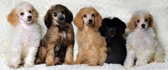 moyen poodle puppies in illinois