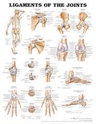 Ligaments Of The Joints Anatomical Chart Poster Print