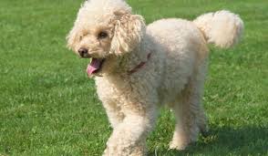 are miniature poodle dogs good for seniors