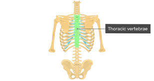 Your lower back contains 5 vertebral bones stacked above each other with intervertebral discs in nerves in your lower back. Thoracic Vertebrae T2 T8