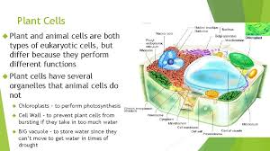 Organelles that build or synthesize proteins for the cell. Cell Types Not Just The Different Types In