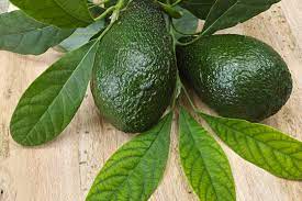 avocado leaves benefits fact or