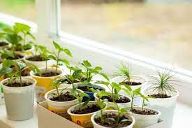 starting seeds indoors best place to