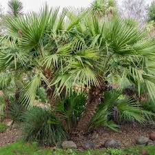 Chamaerops Humilis Urban Jungle