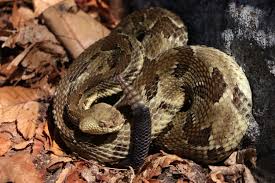 the buzz about timber rattlesnakes