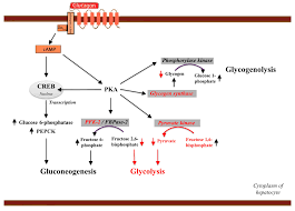 Glucagon, and growth hormone promote it (they are catabolic). Ijms Free Full Text Glucagon Receptor Signaling And Glucagon Resistance Html