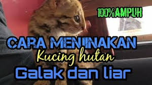 We did not find results for: Best Of Kucing Hutan Jinak Free Watch Download Todaypk