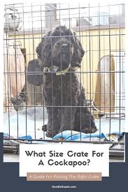 what size crate for a apoo should