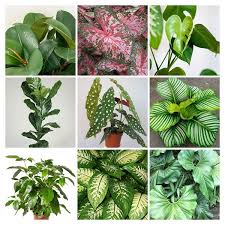 20 Large Leafed Indoor Plants Plants